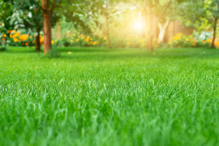 Effective Weed Control Techniques By Lawn Care Specialists Middletown, NY Effective Weed Control Techniques By Lawn Care Specialists Middletown, NY