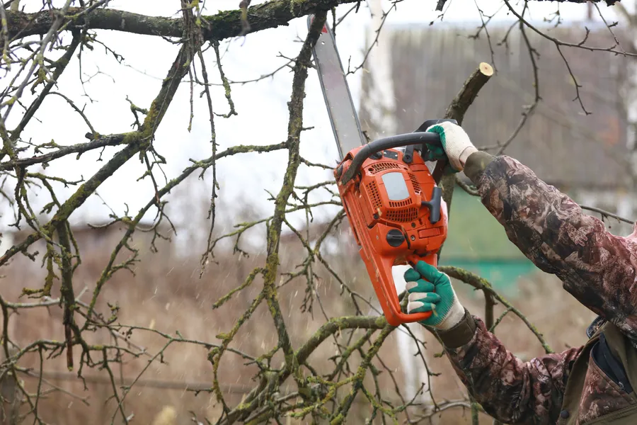 Experienced Tree Trimming Service Middletown, NY Experienced Tree Trimming Service Middletown, NY