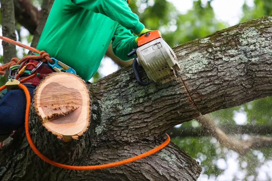 Expert Tree Trimming Service Middletown, NY Expert Tree Trimming Service Middletown, NY