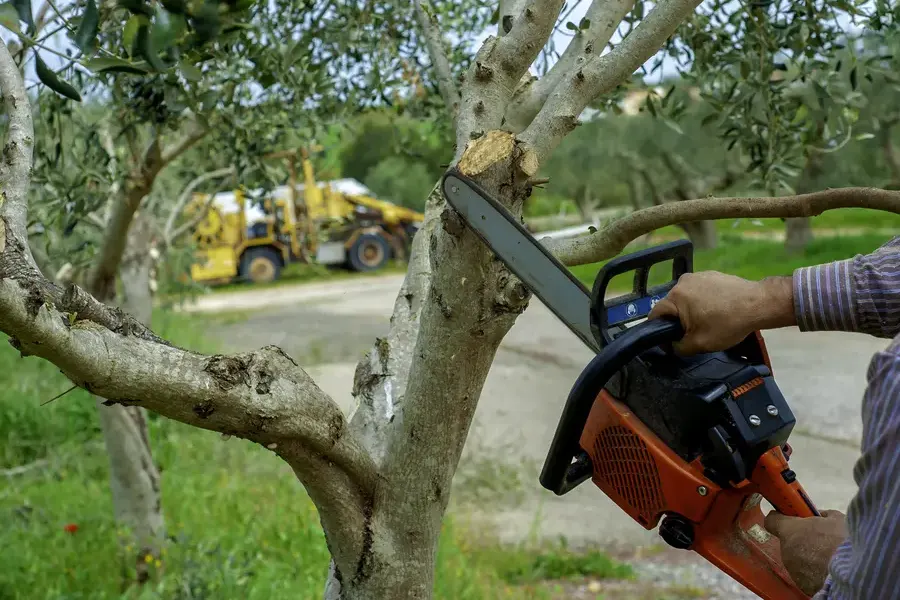 How Tree Trimming Service Prevents Property Damage Middletown, NY How Tree Trimming Service Prevents Property Damage Middletown, NY