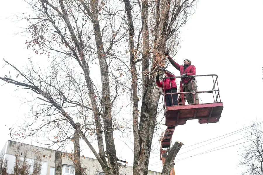 How Tree Trimming Service Prevents Property Damage in Middletown, NY How Tree Trimming Service Prevents Property Damage in Middletown, NY