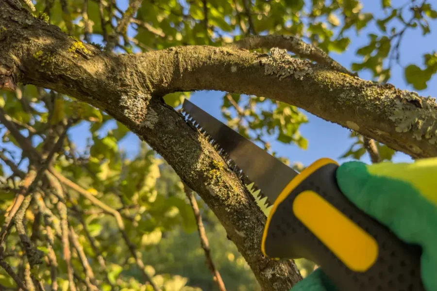 Quality Tree Trimming Service Middletown, NY Quality Tree Trimming Service Middletown, NY