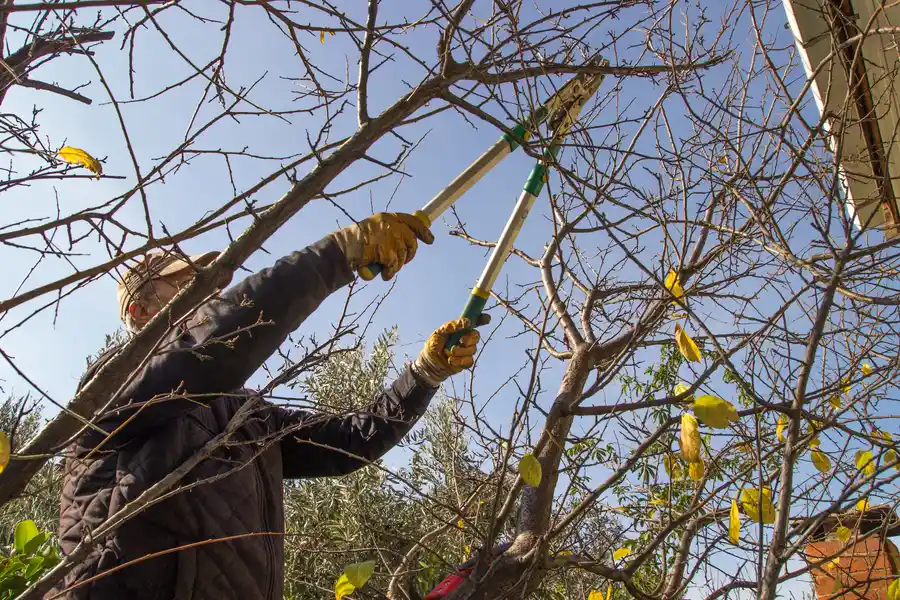 The Role Of Tree Trimming In Landscape Maintenance Middletown, NY The Role Of Tree Trimming In Landscape Maintenance Middletown, NY