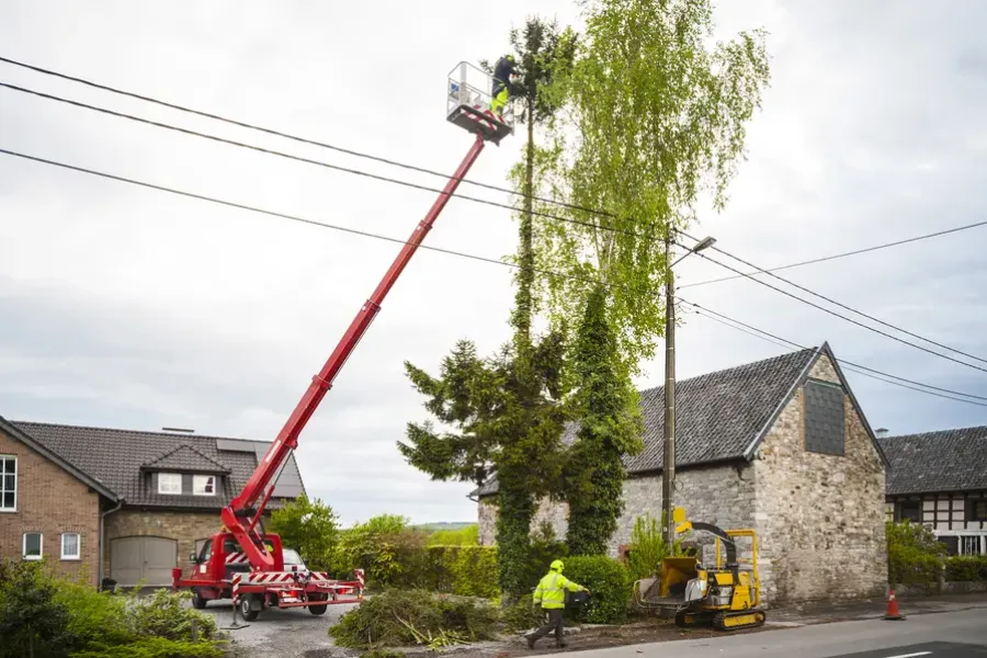 The Role Of Tree Trimming In Landscape Maintenance in Middletown, NY The Role Of Tree Trimming In Landscape Maintenance in Middletown, NY