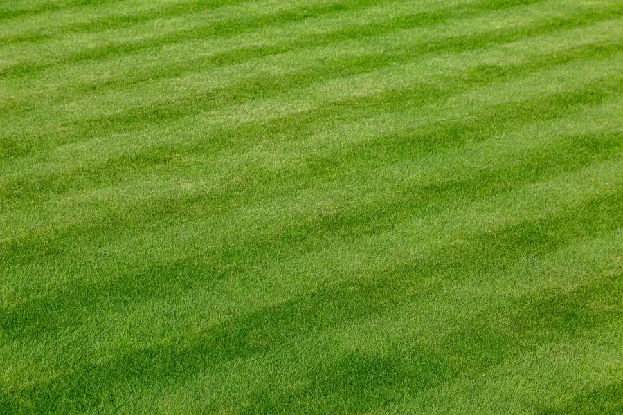 Understanding The Role Of Soil Health In Lawn Care Success Middletown, NY Understanding The Role Of Soil Health In Lawn Care Success Middletown, NY